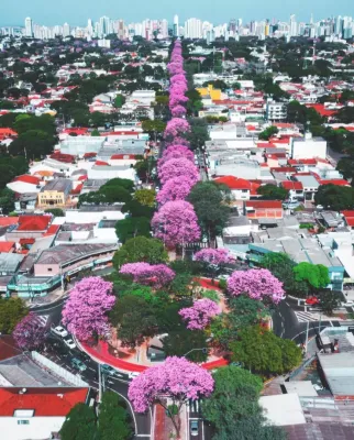 Ipês enfeitam as ruas de Maringá; veja onde e quando encontrar as árvores  coloridas - Maringa.Com